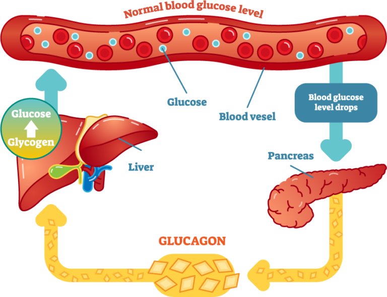 How do insulin and glucagon regulate blood sugar levels tandem