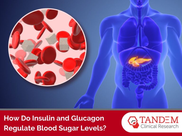 How do insulin and glucagon regulate blood sugar levels?