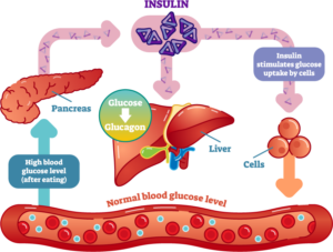 How Do Insulin and Glucagon Regulate Blood Sugar Levels? - Tandem ...